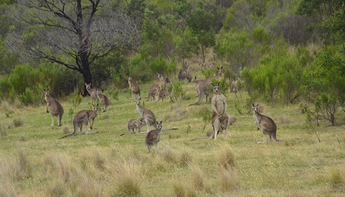 Kangaroo